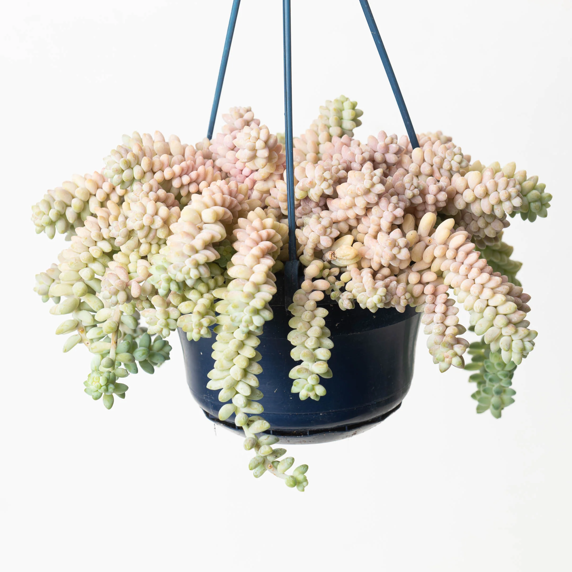 Sedum morganianum 'Burrito' | Donkey's Tail