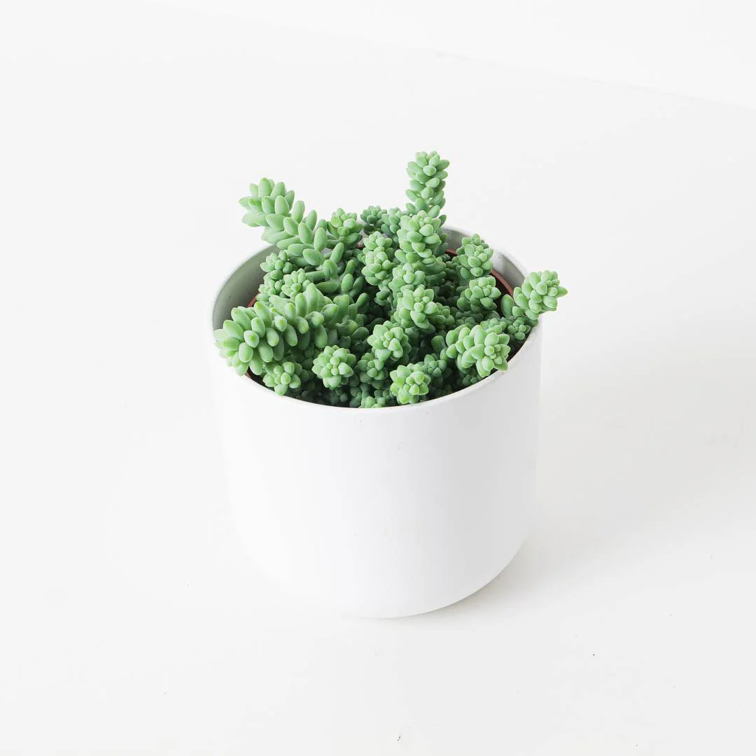 Sedum morganianum 'Burrito' | Donkey's Tail - Image 2