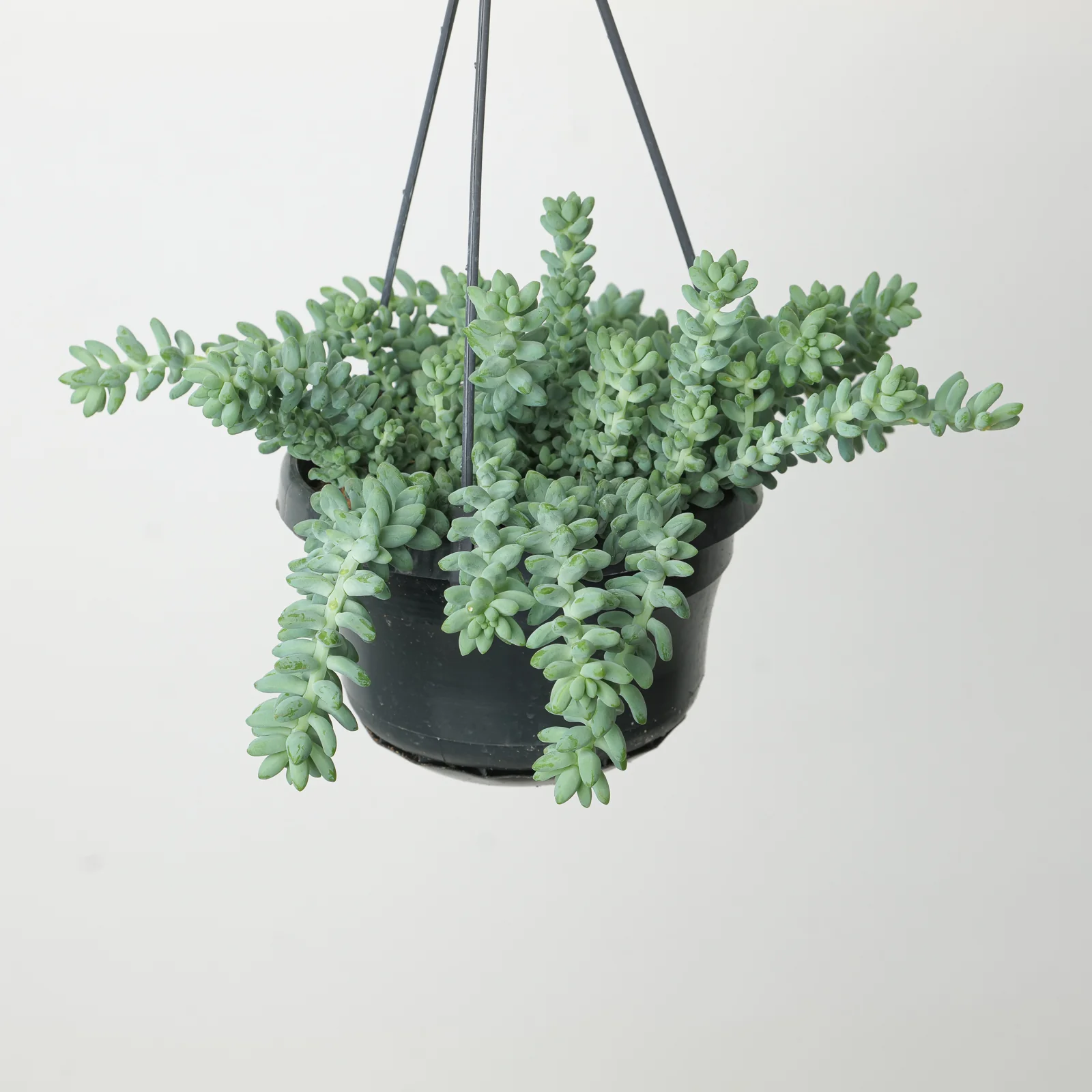 Sedum morganianum 'Burrito' | Donkey's Tail - Image 3