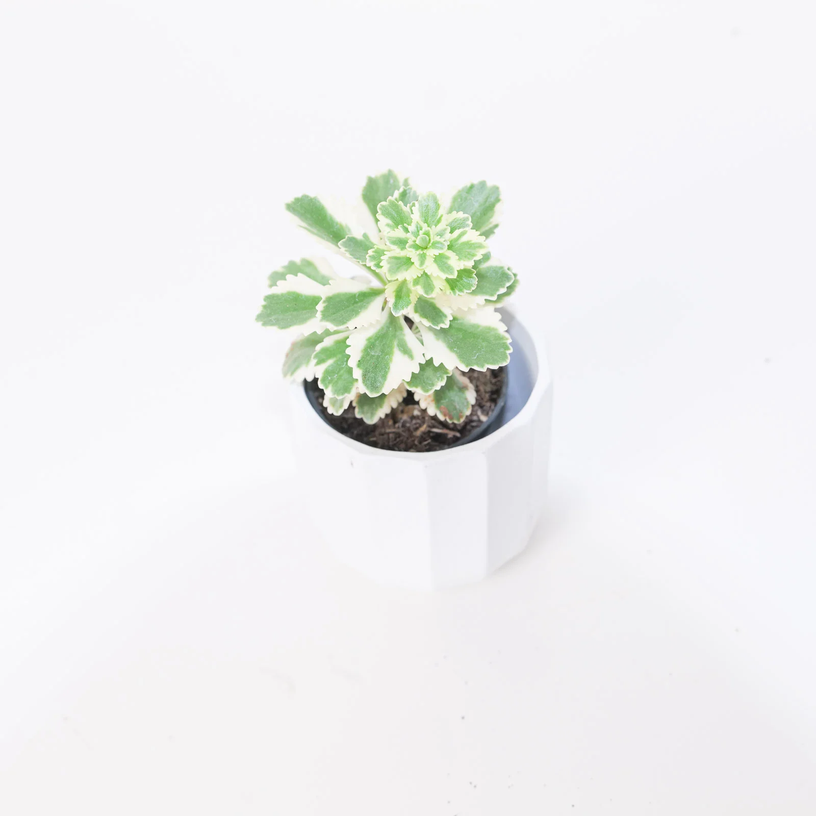 Sedum takesimense 'Atlantis'