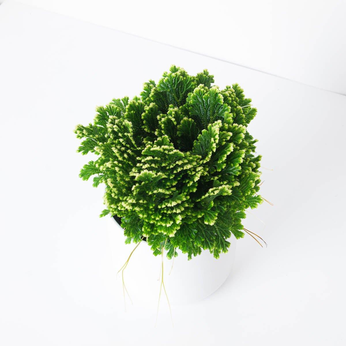 Selaginella martensii 'Jori'