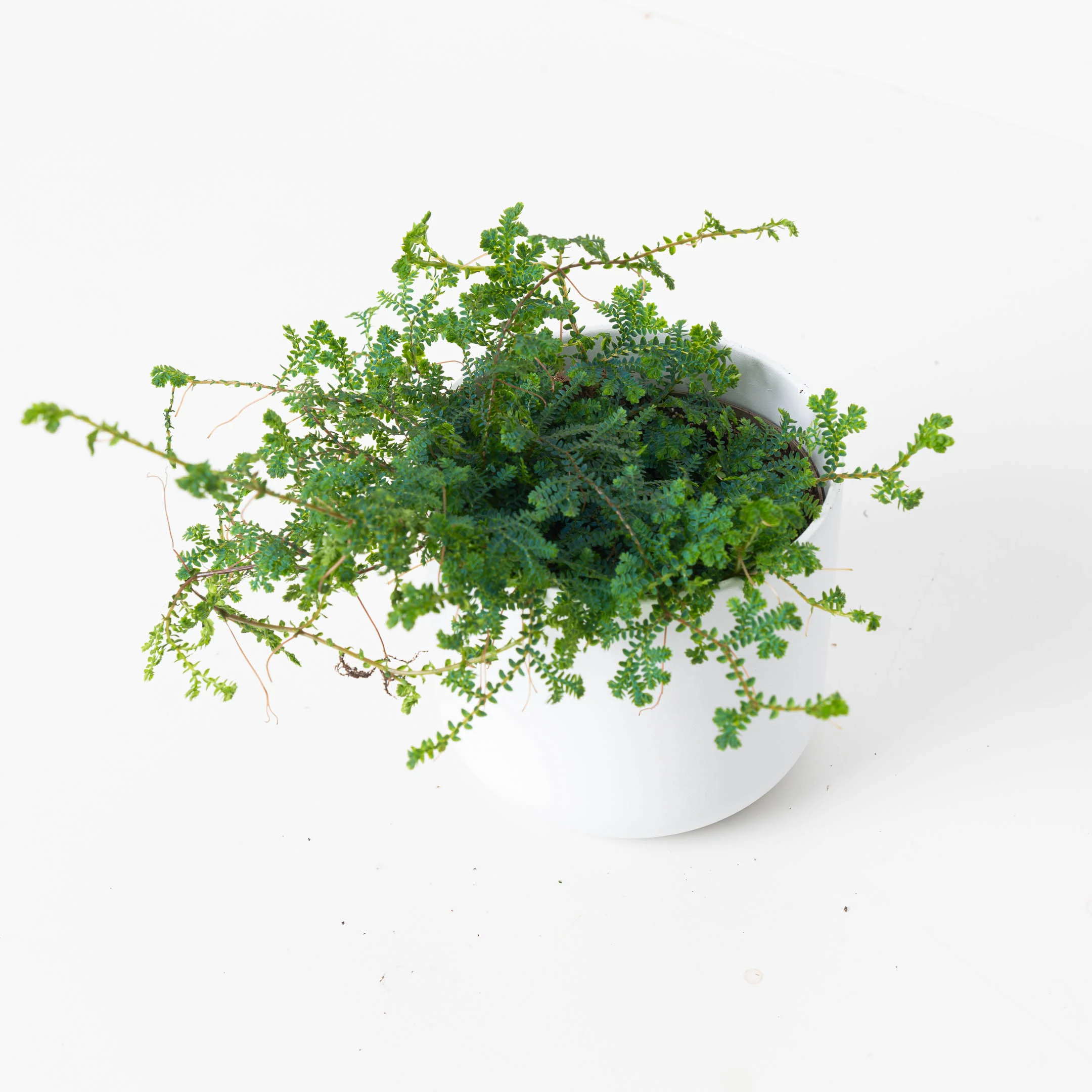 Selaginella uncinata