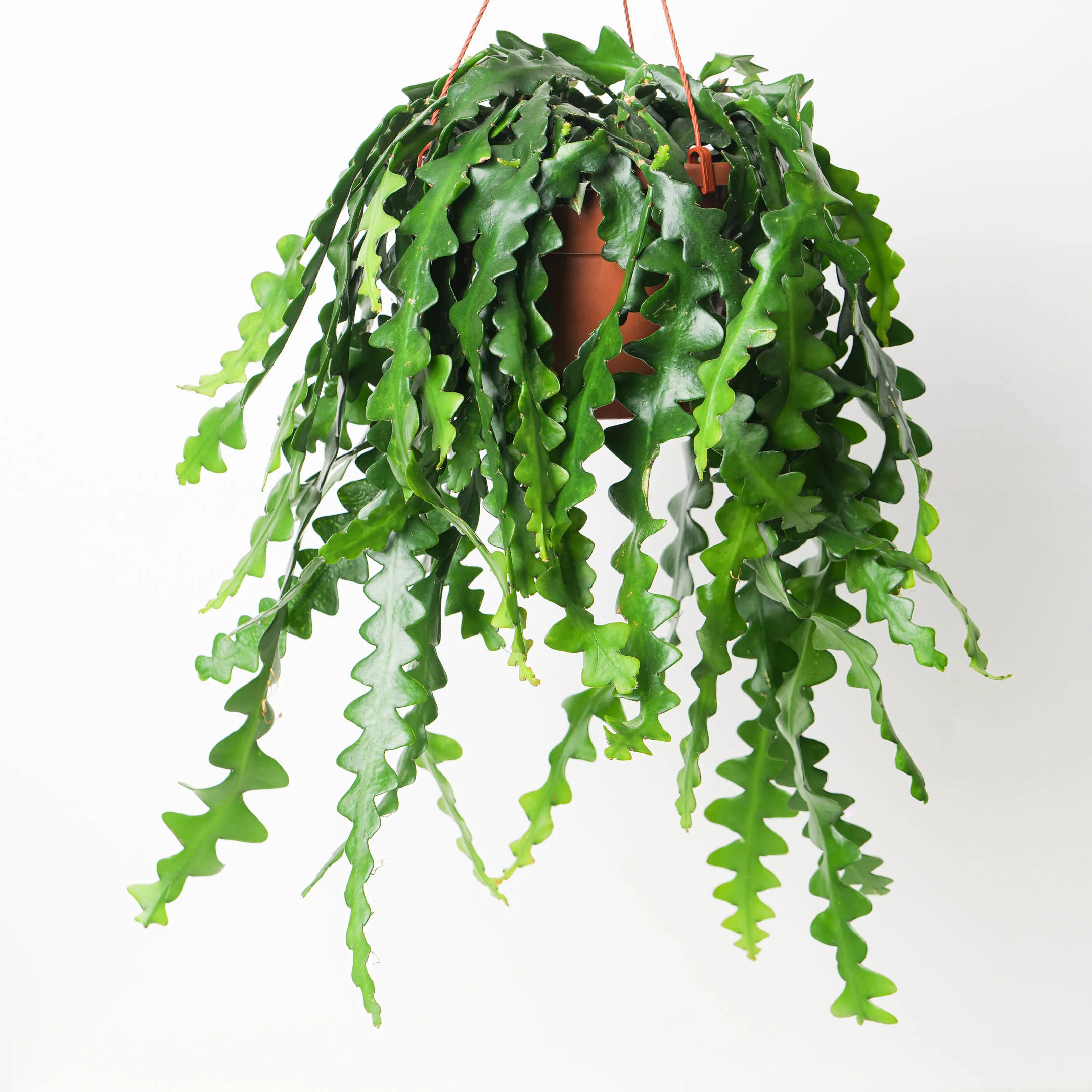 Selenicereus anthonyanus | Zigzag Cactus