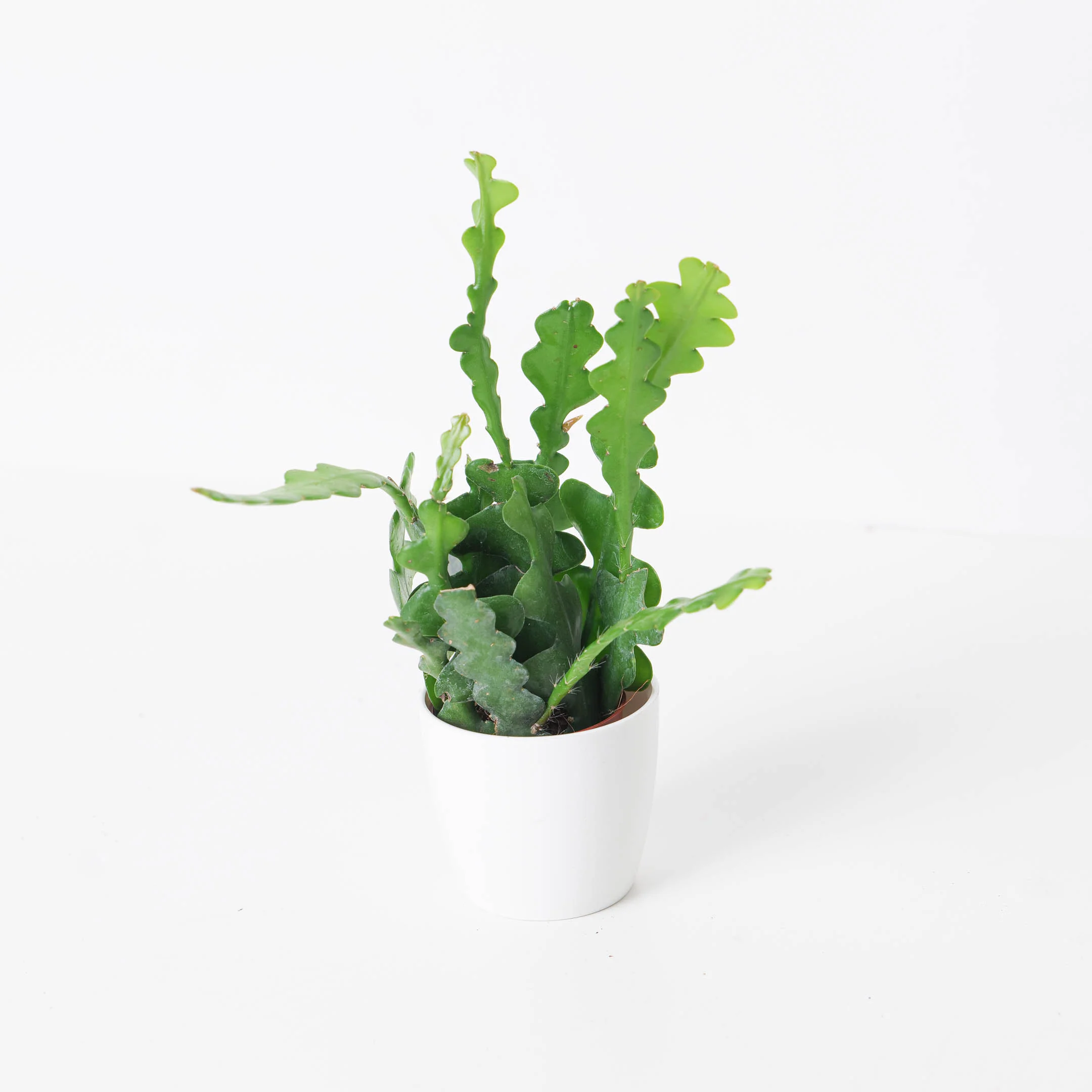 Selenicereus anthonyanus | Zigzag Cactus - Image 2