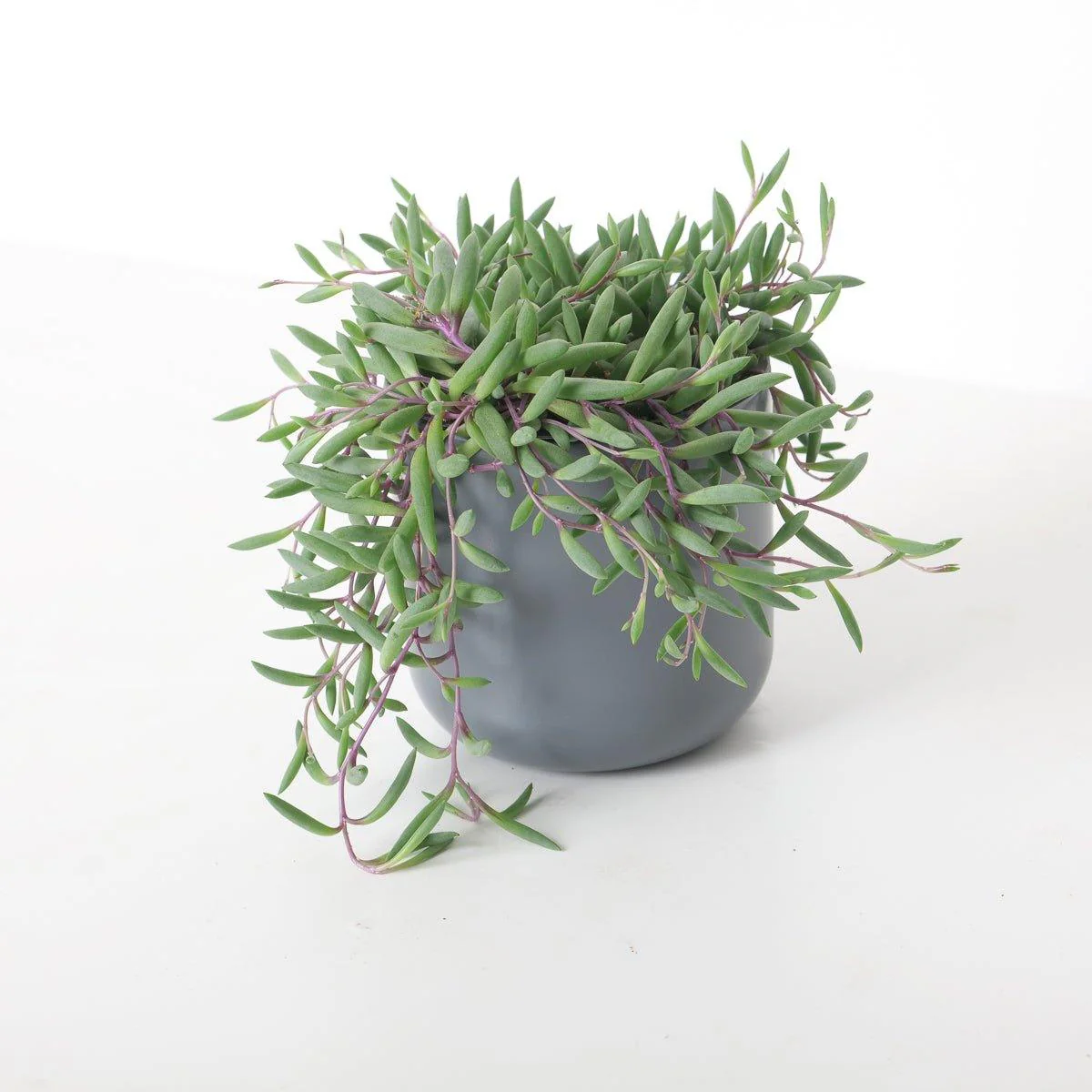 Senecio Herreianus 'Purple Flush'