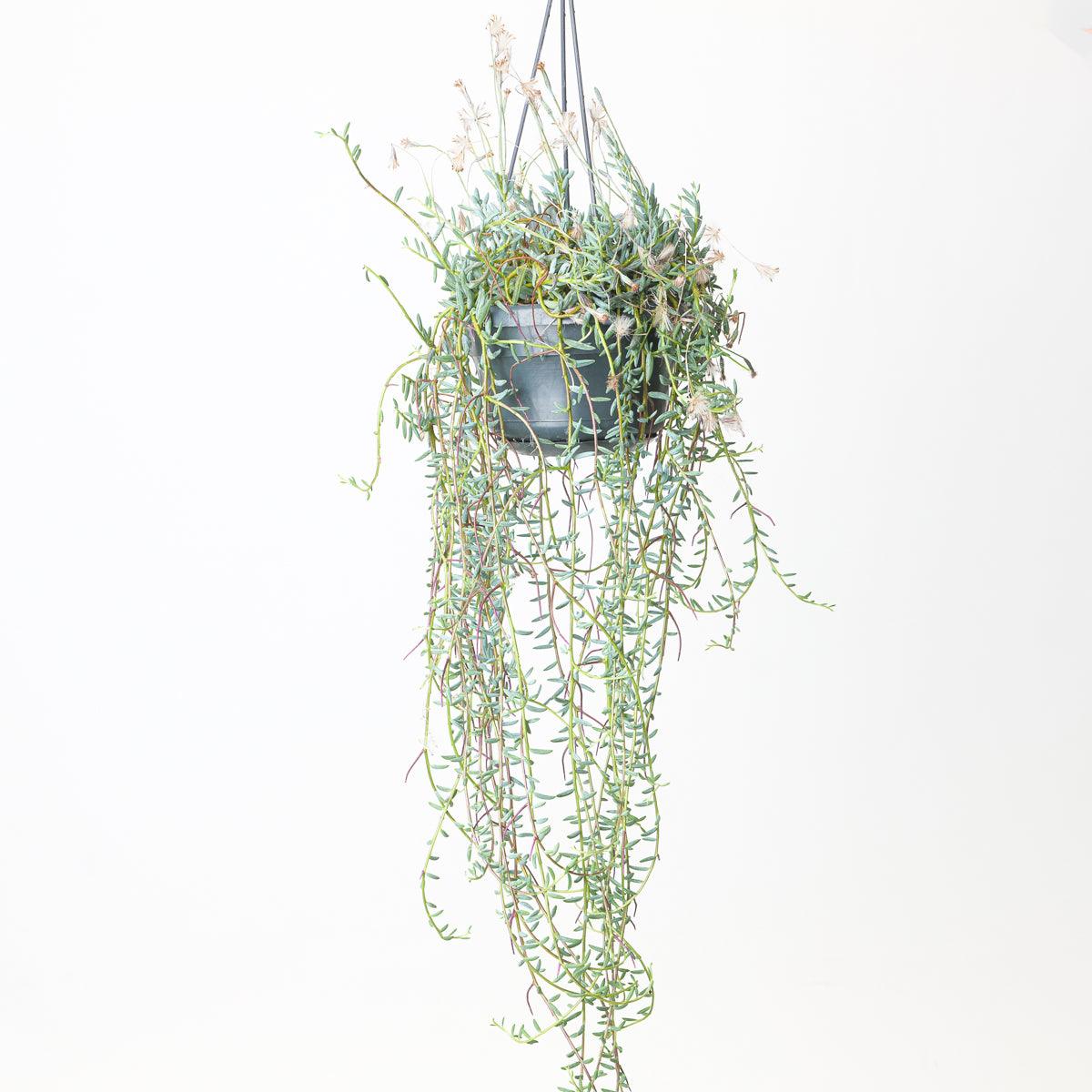 Senecio halianus
