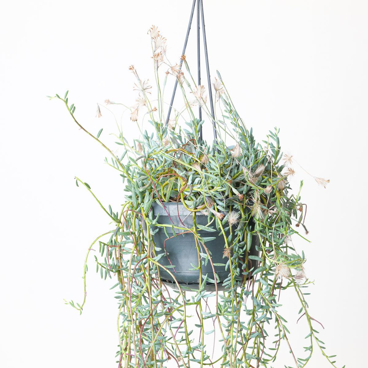 Senecio halianus - Image 2