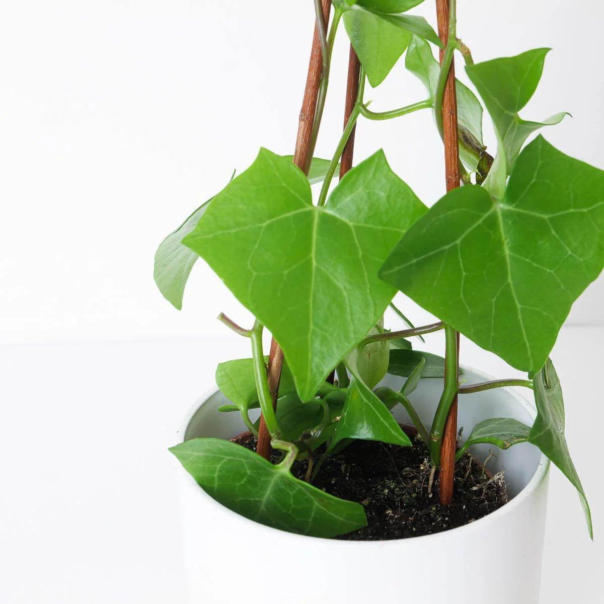 Senecio macroglossus