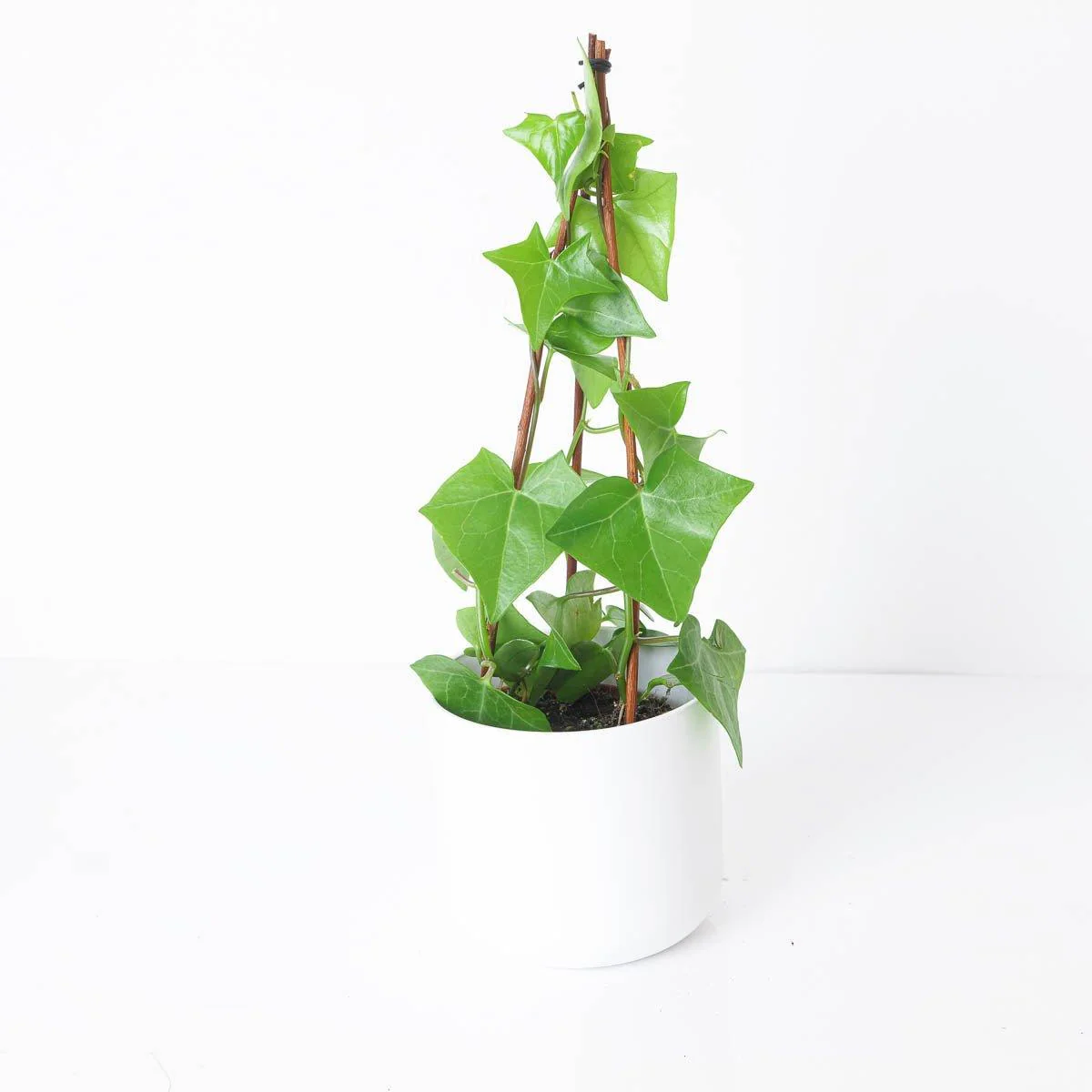 Senecio macroglossus - Image 2
