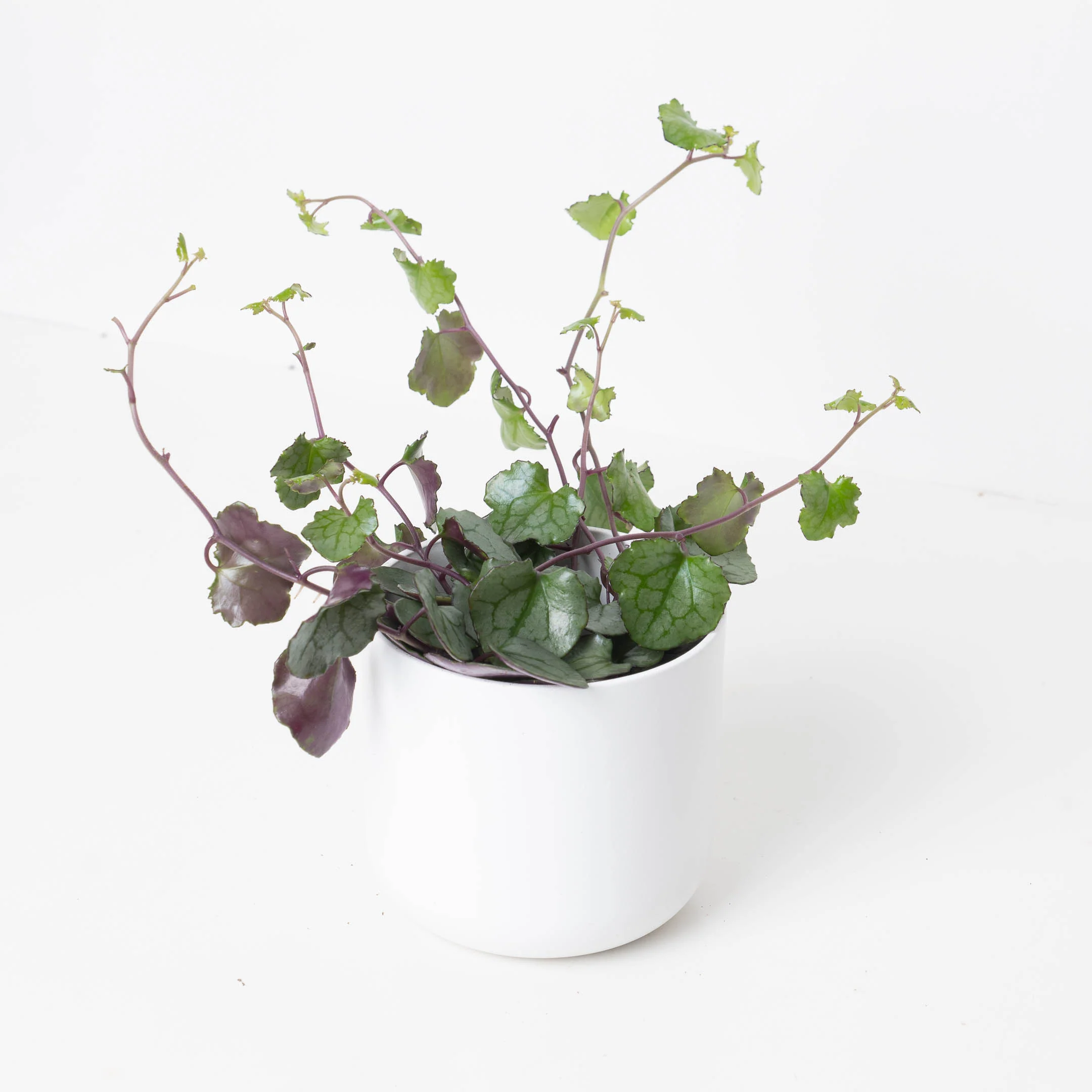 Senecio mikanioides