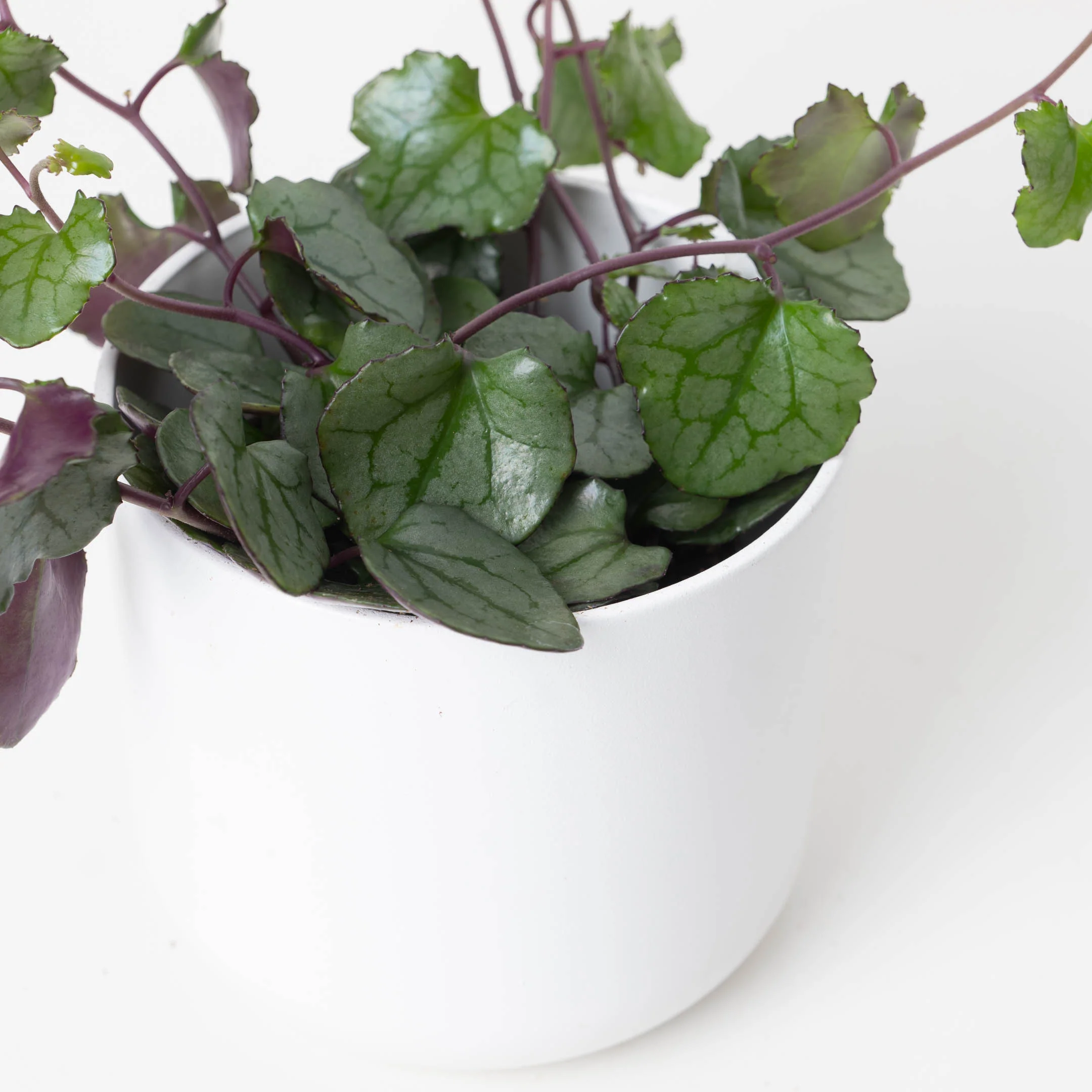 Senecio mikanioides - Image 2
