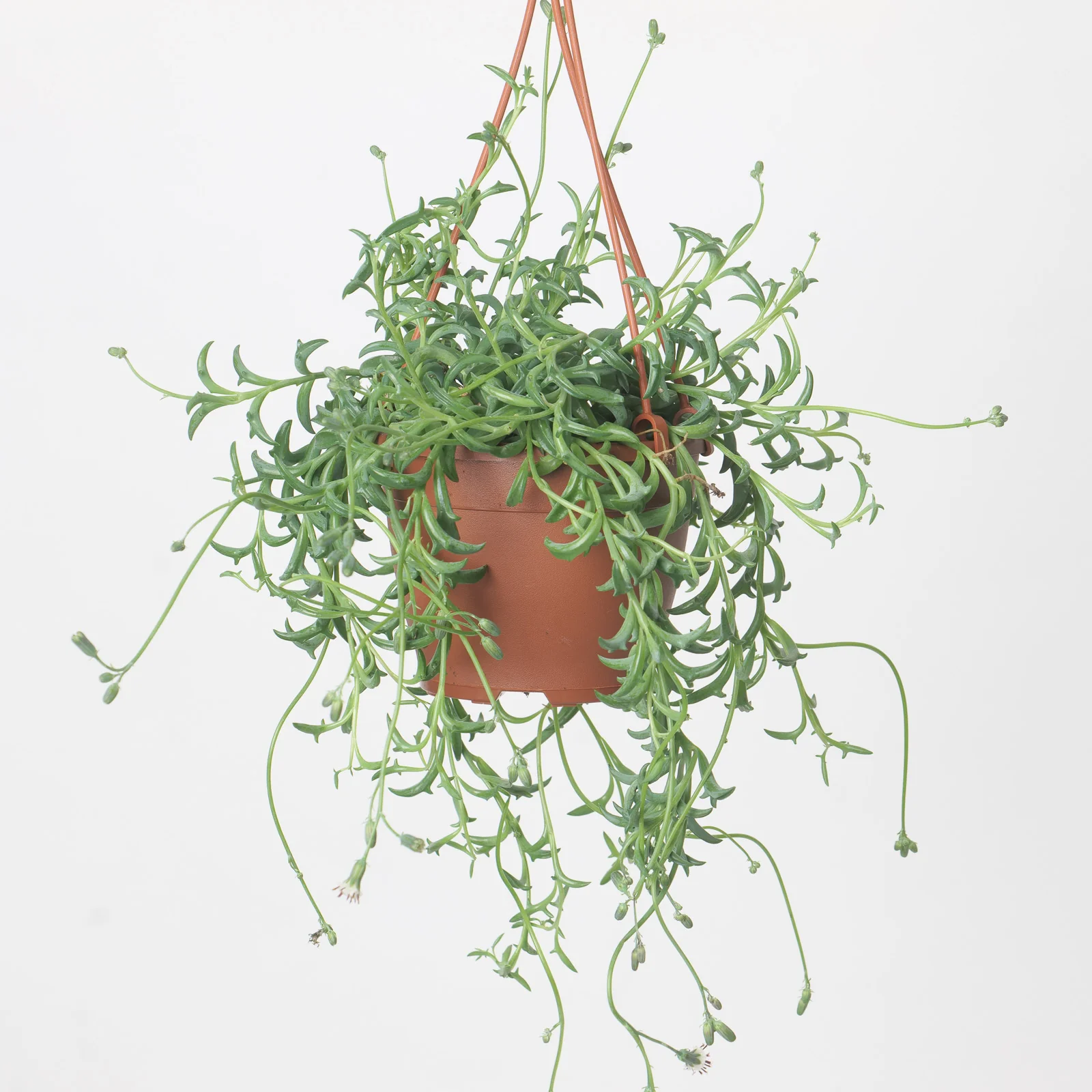 Senecio Peregrinus | String of Dolphins