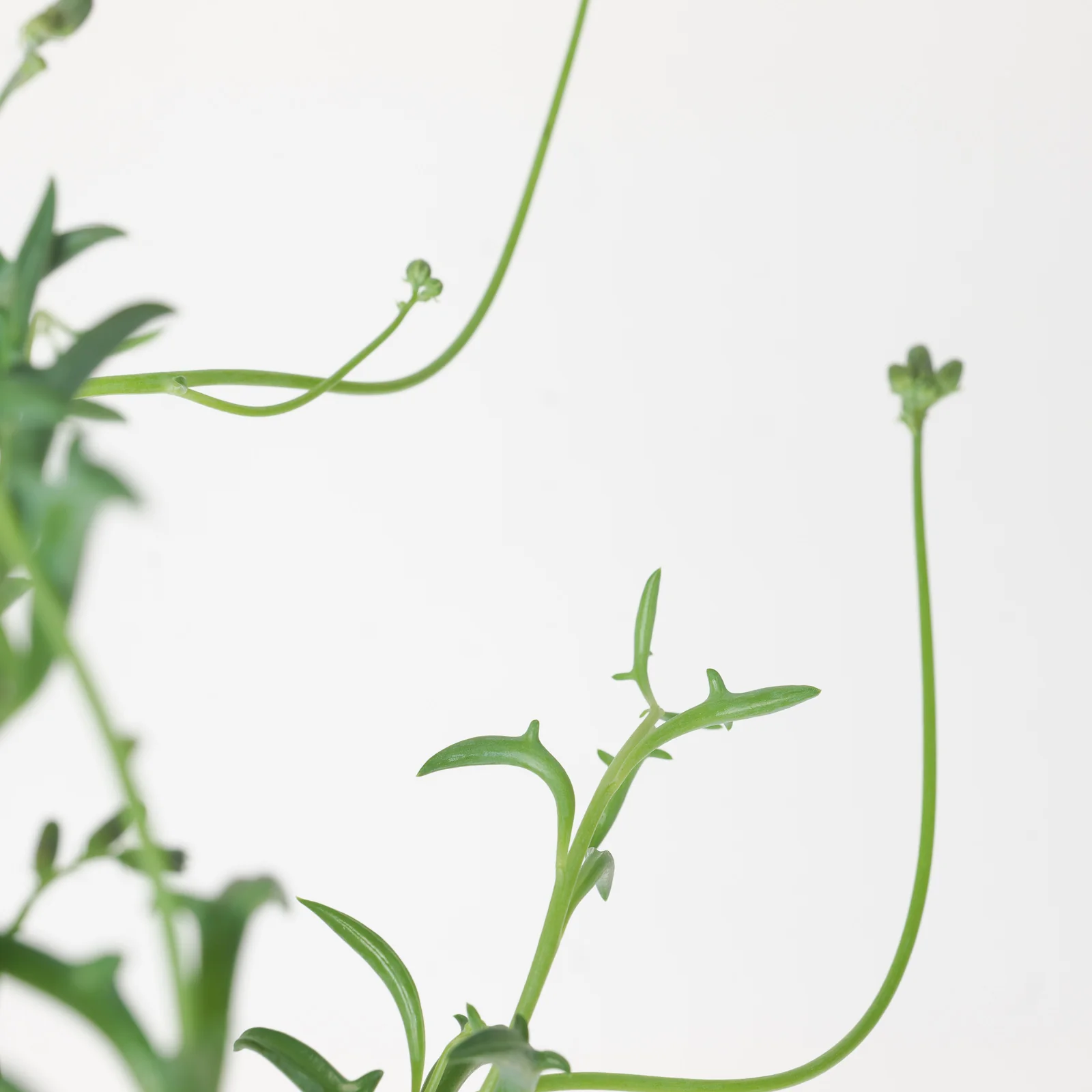 Senecio Peregrinus | String of Dolphins - Image 2