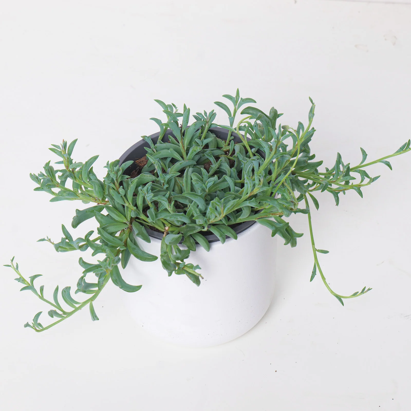 Senecio Peregrinus | String of Dolphins - Image 3