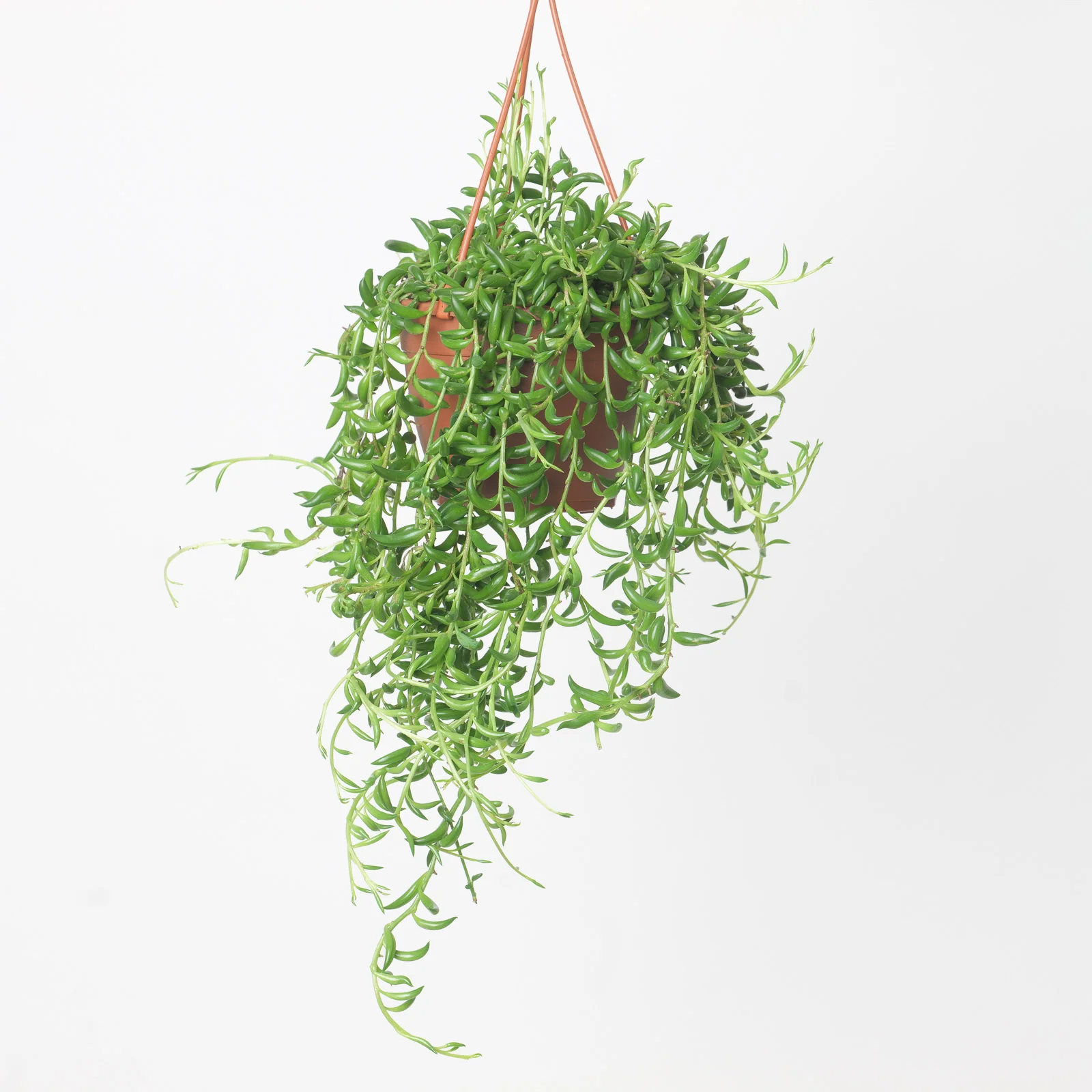 Senecio Radicans String of Bananas
