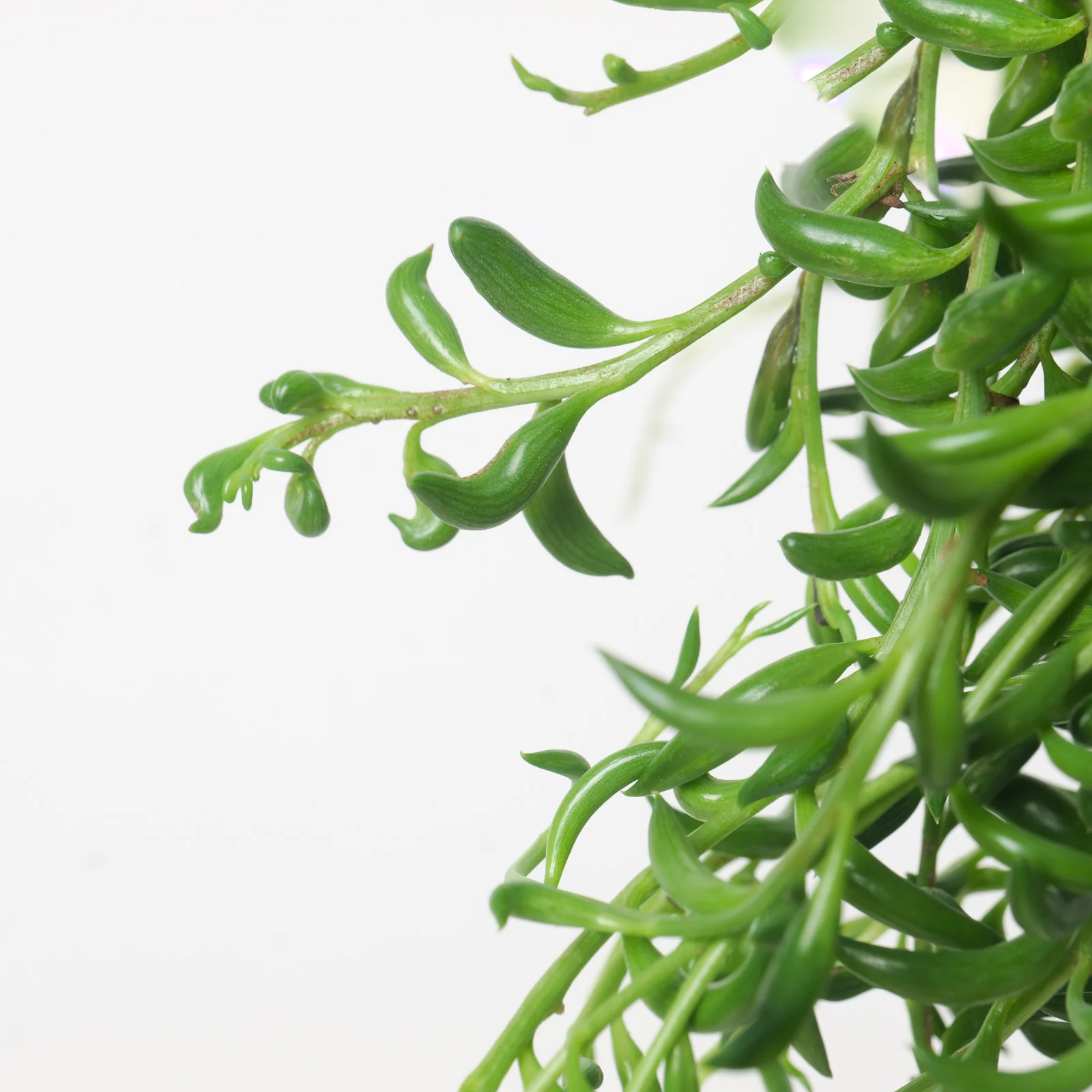 Senecio Radicans String of Bananas - Image 2