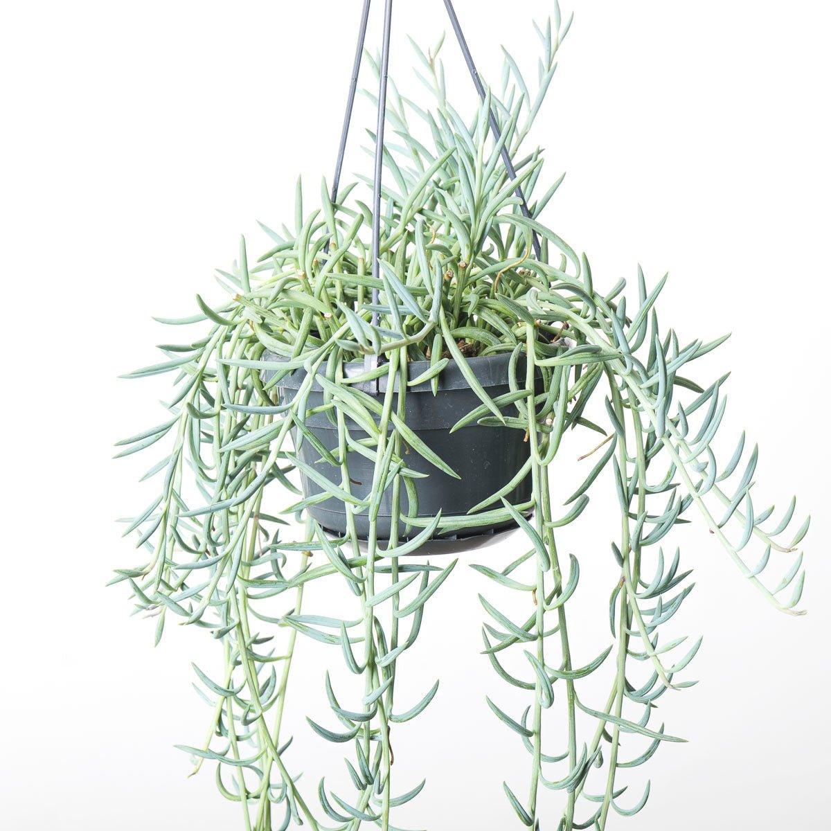 Senecio Radicans String of Bananas - Image 3
