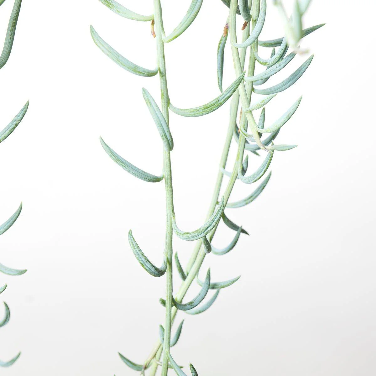 Senecio Radicans String of Bananas - Image 4