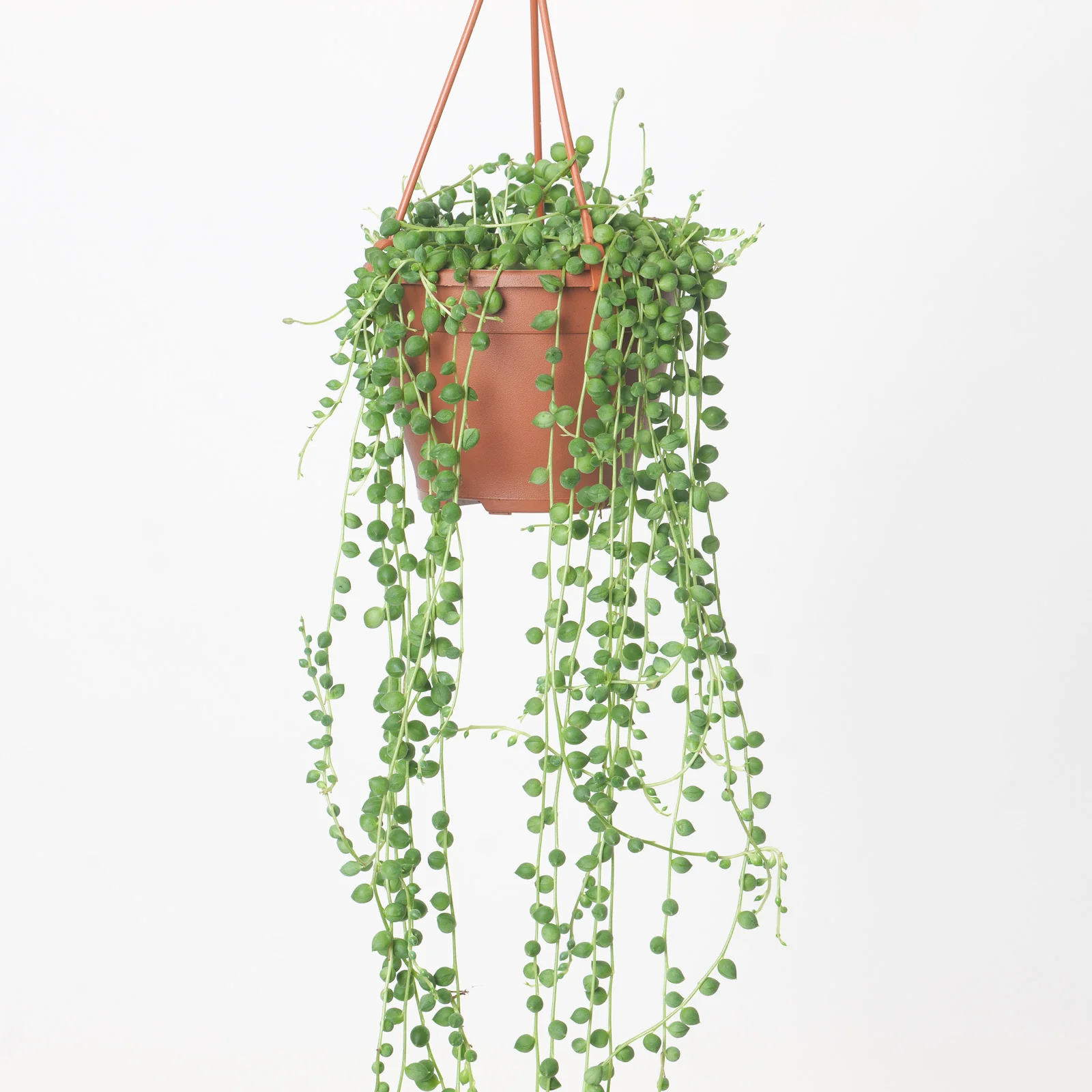 Senecio Rowleyanus | String of Pearls