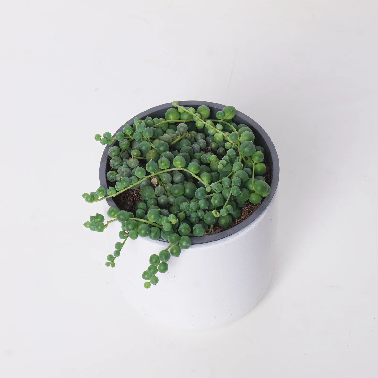 Senecio Rowleyanus | String of Pearls - Image 2