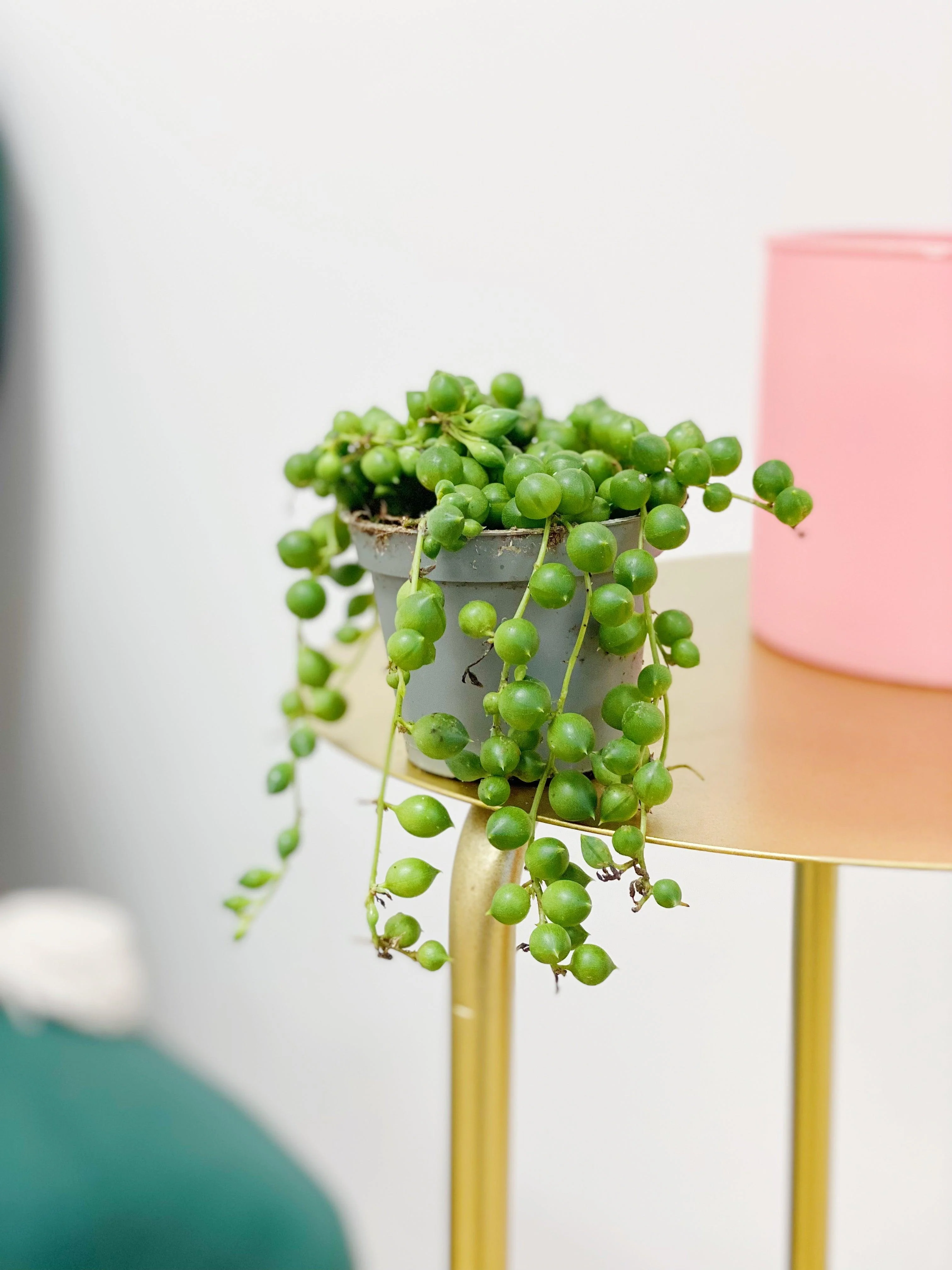 Senecio Rowleyanus | String of Pearls - Image 3