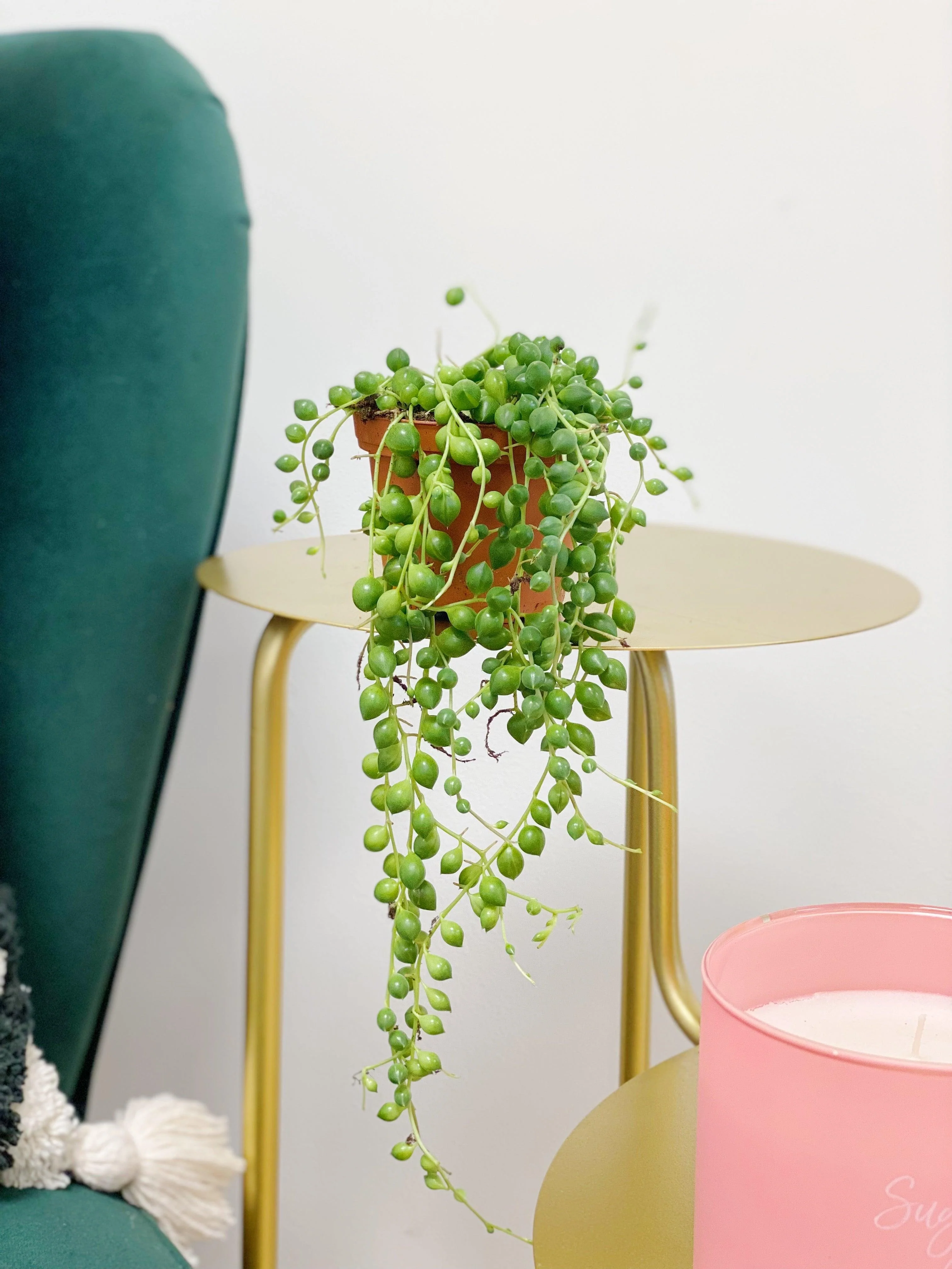 Senecio Rowleyanus | String of Pearls - Image 4