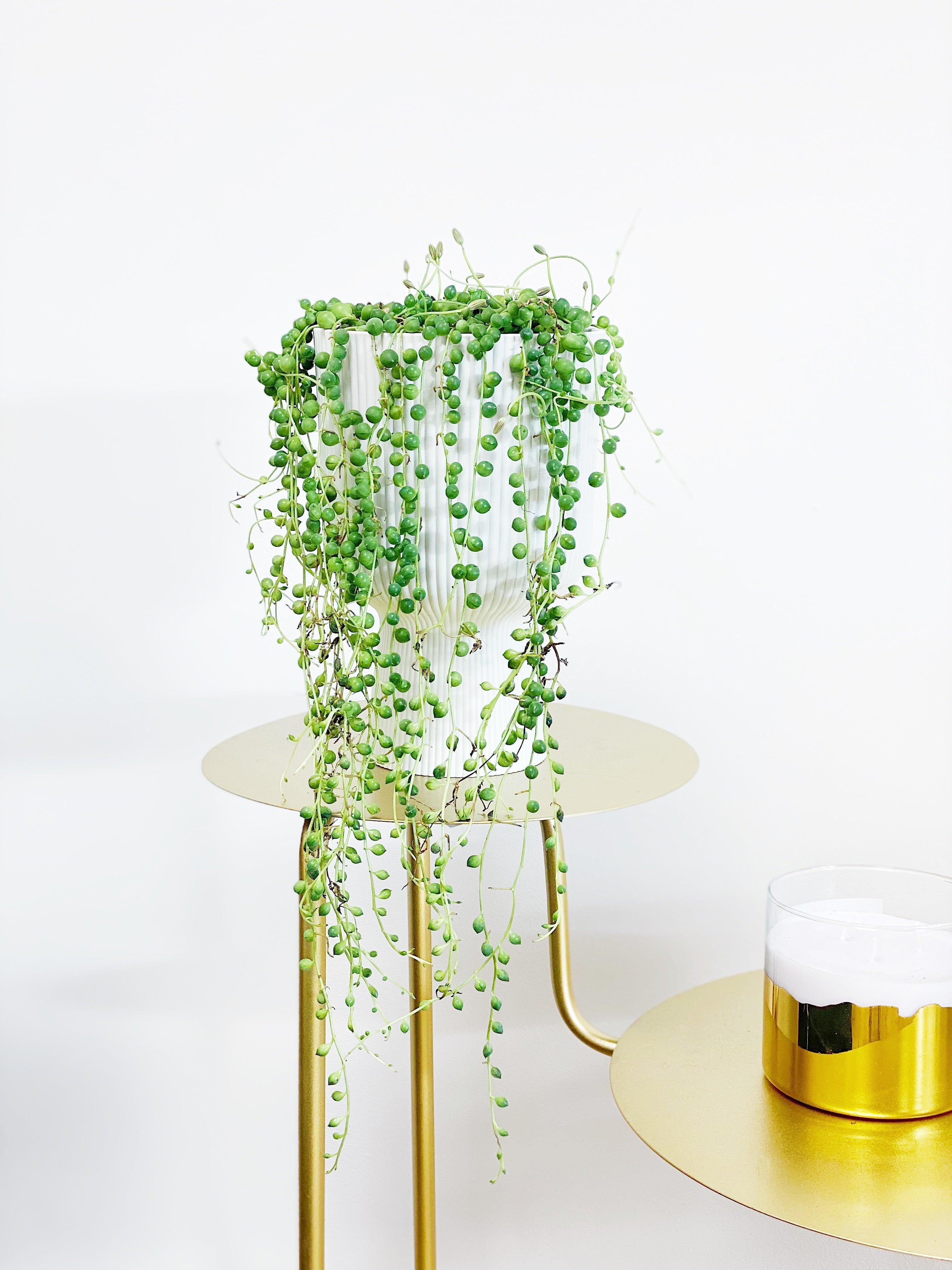 Senecio Rowleyanus | String of Pearls - Image 5