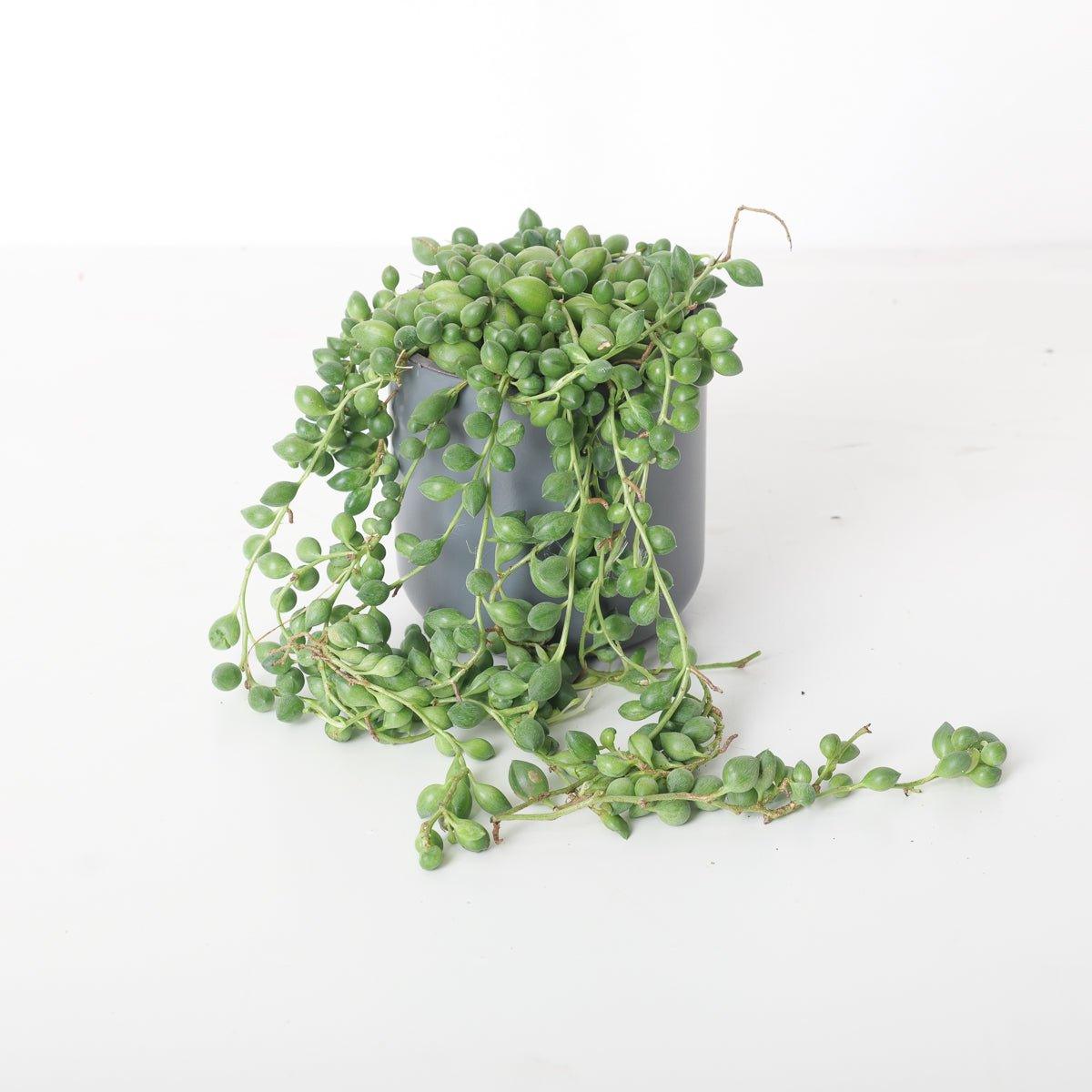Senecio herreianus 'String of Beads' XL