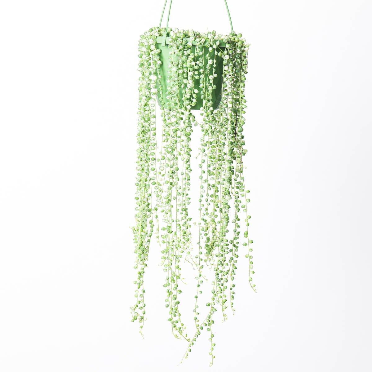 Senecio rowleyanus variegated | Variegated String of Pearls