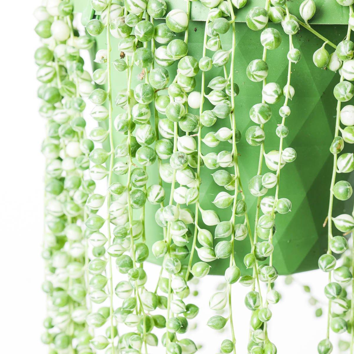 Senecio rowleyanus variegated | Variegated String of Pearls - Image 2
