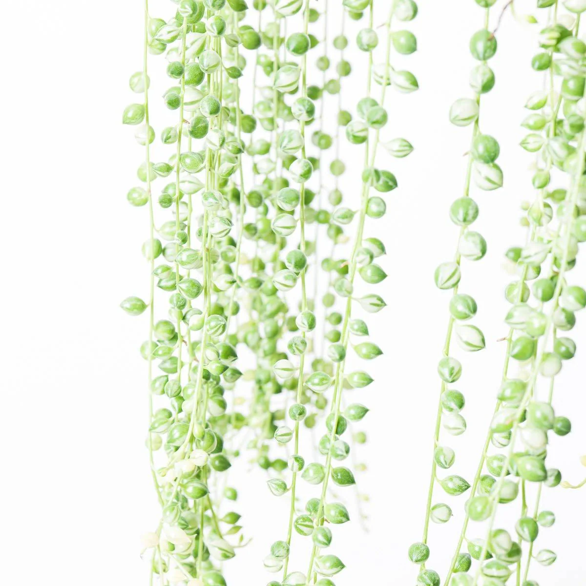 Senecio rowleyanus variegated | Variegated String of Pearls - Image 3