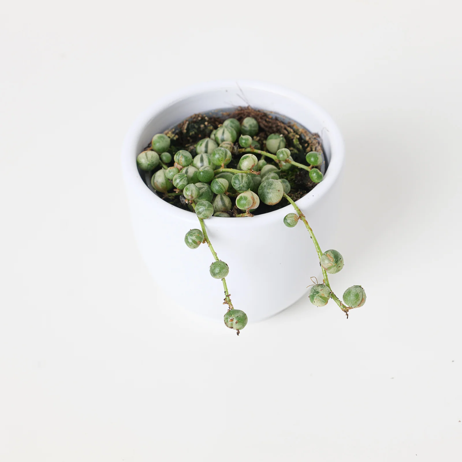 Senecio rowleyanus variegated | Variegated String of Pearls - Image 4
