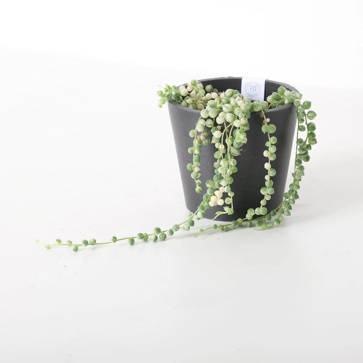 Senecio rowleyanus variegated | Variegated String of Pearls - Image 5