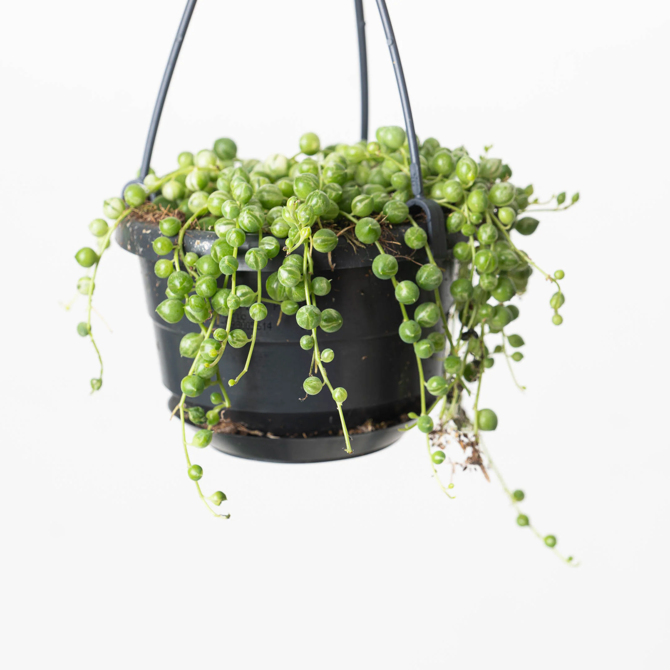 Senecio rowleyanus variegated | Variegated String of Pearls - Image 6