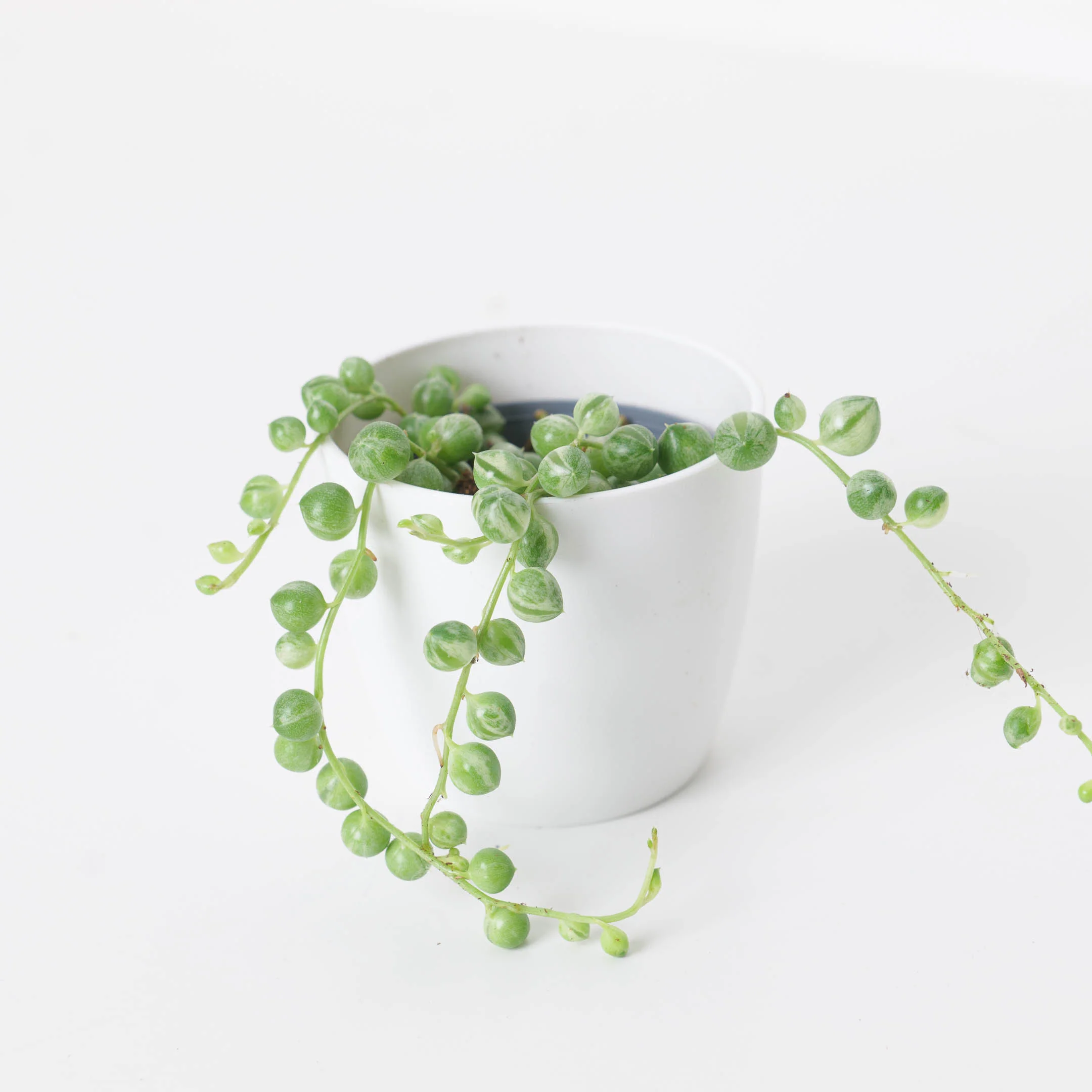 Senecio rowleyanus variegated | Variegated String of Pearls - Image 7