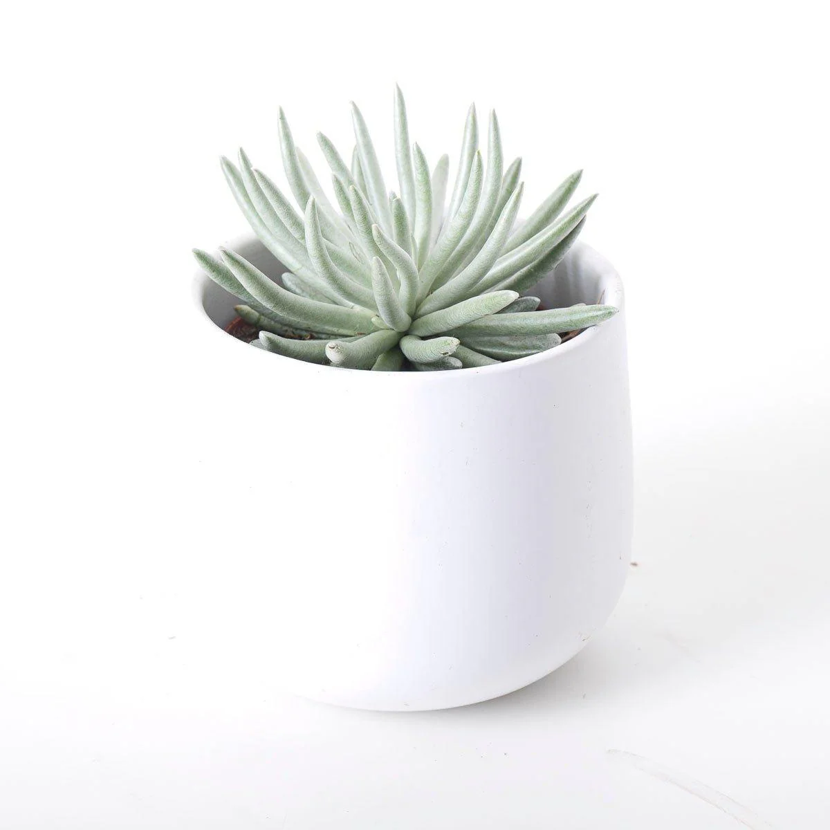 Senecio scapusis