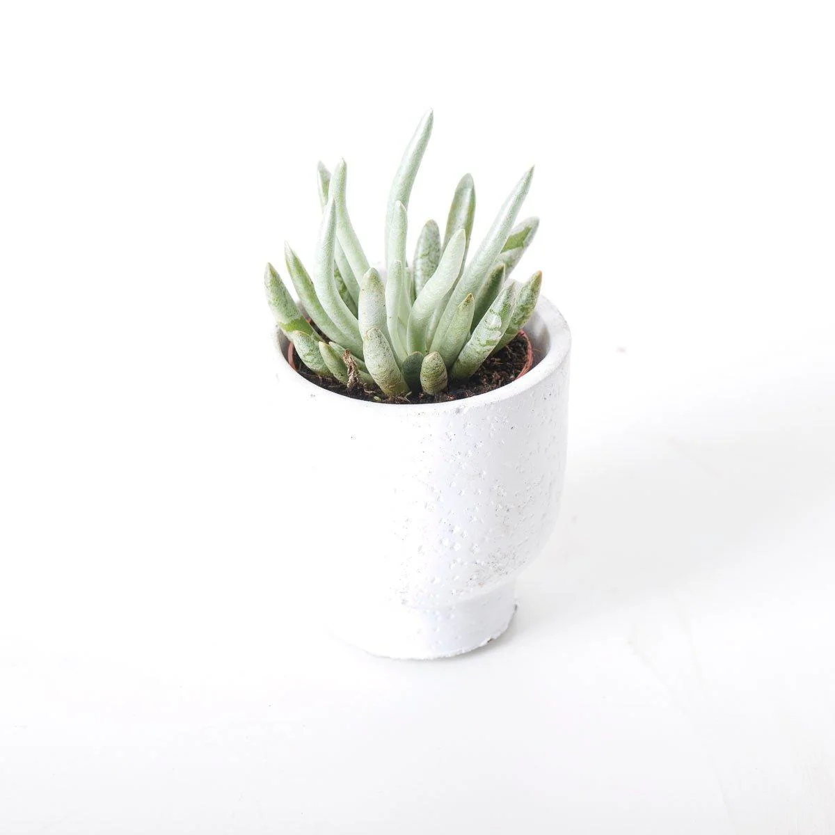 Senecio scapusis - Image 2