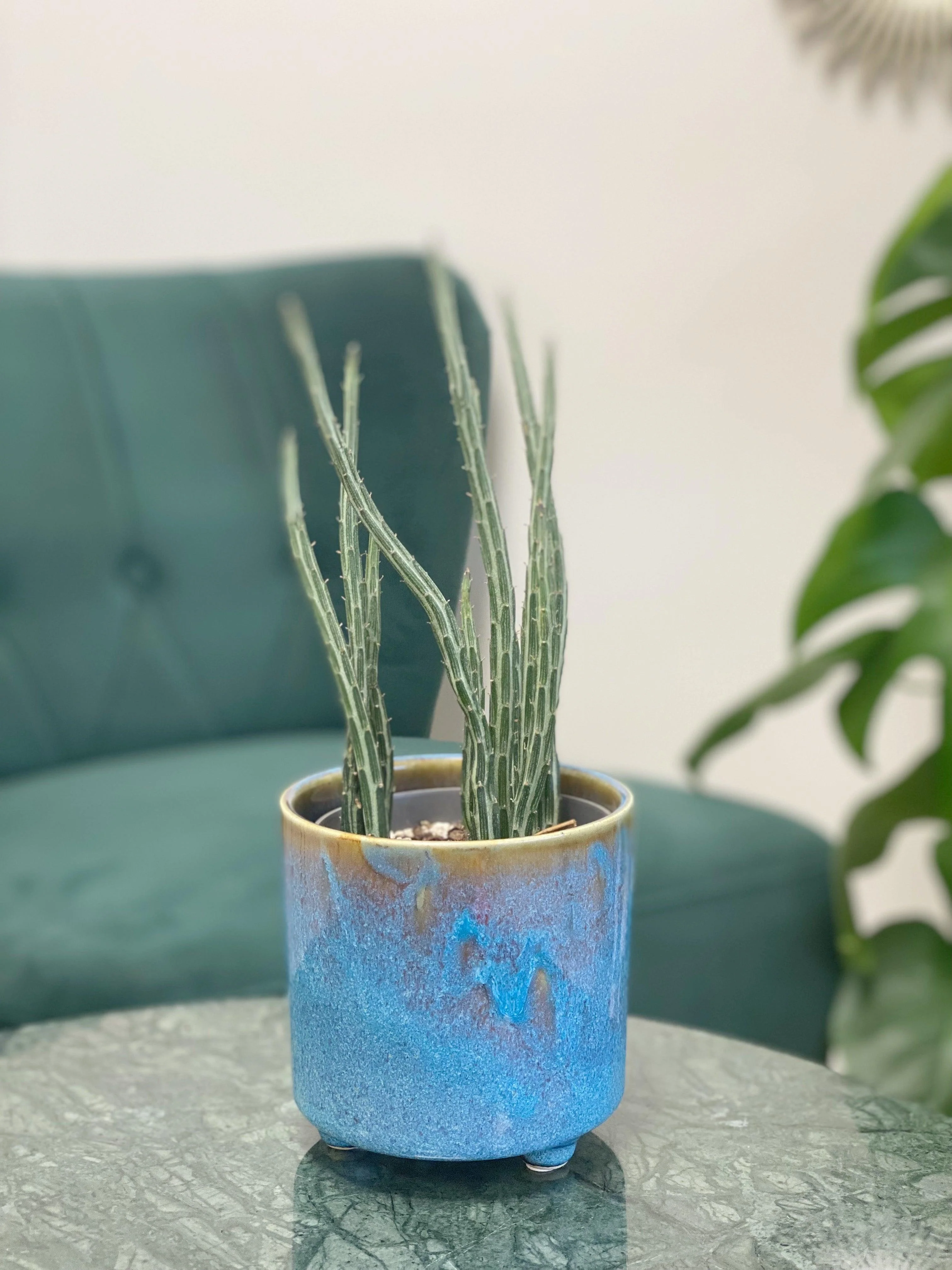 Senecio Stapeliiformis | Pickle Cactus - Image 3