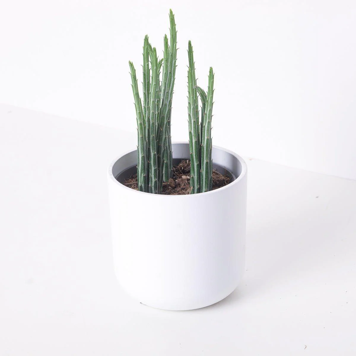 Senecio Stapeliiformis | Pickle Cactus - Image 4