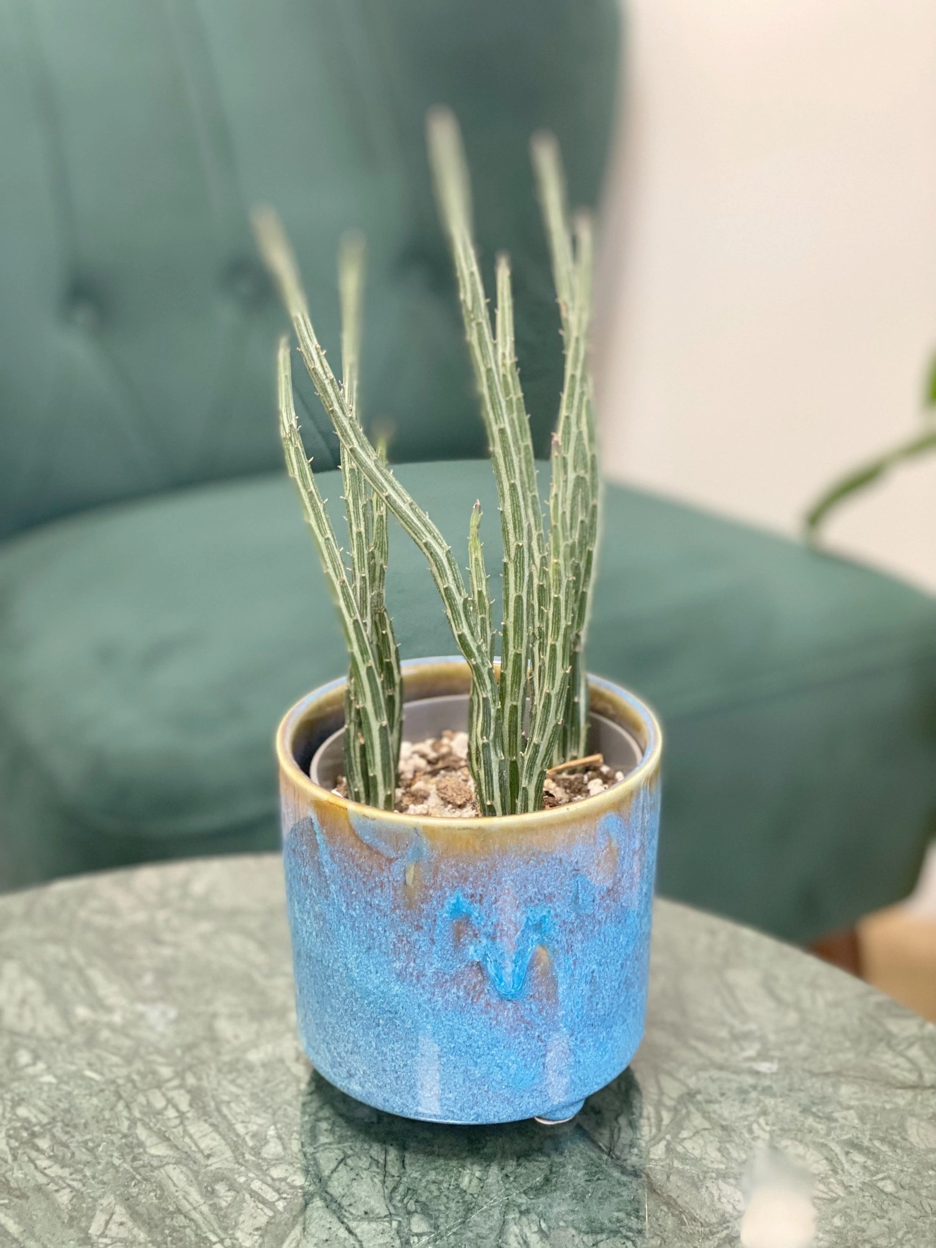 Senecio Stapeliiformis | Pickle Cactus - Image 5