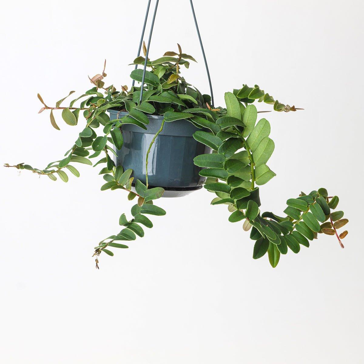 Solanum evolvulifolium