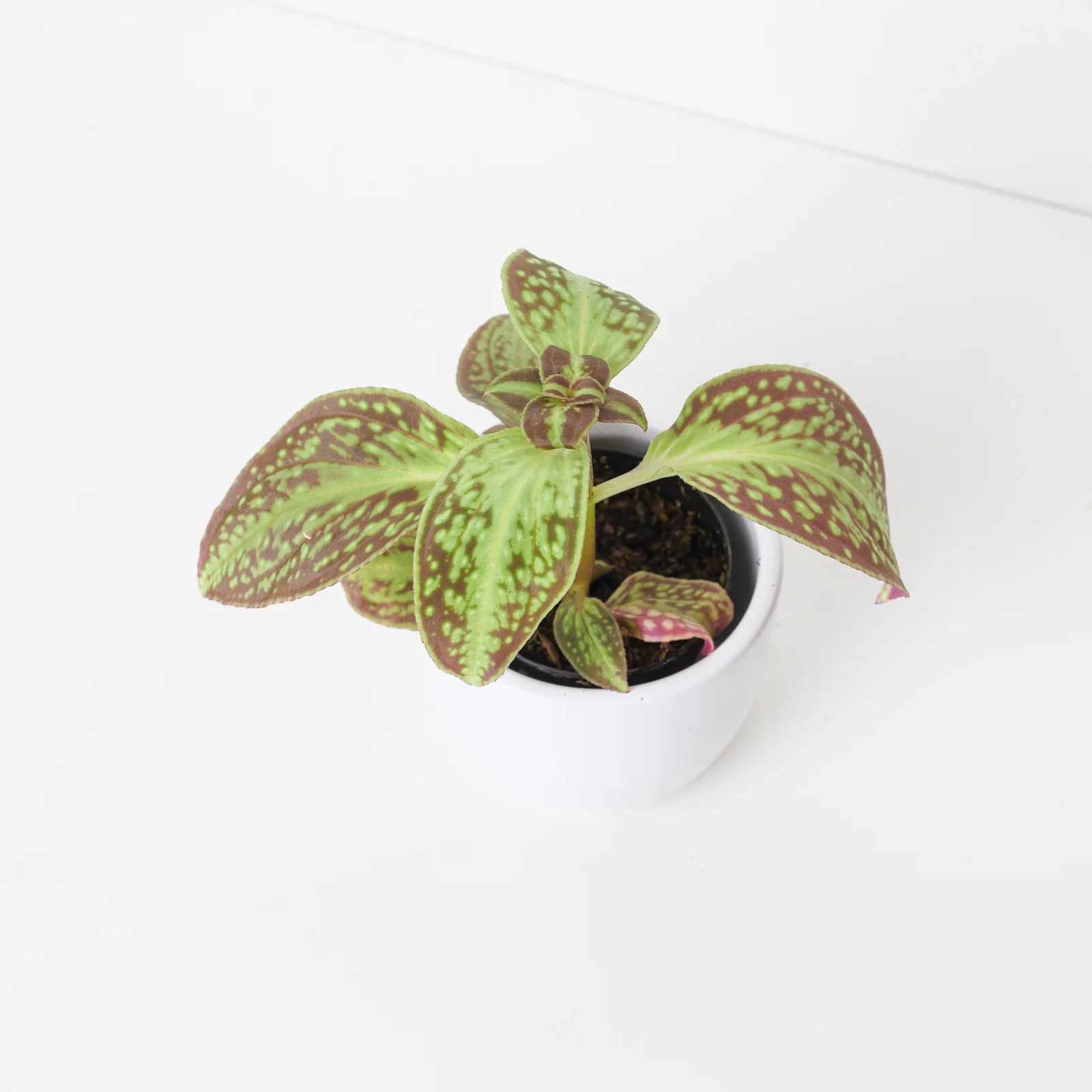 Sonerila dongii 'Vietnam'