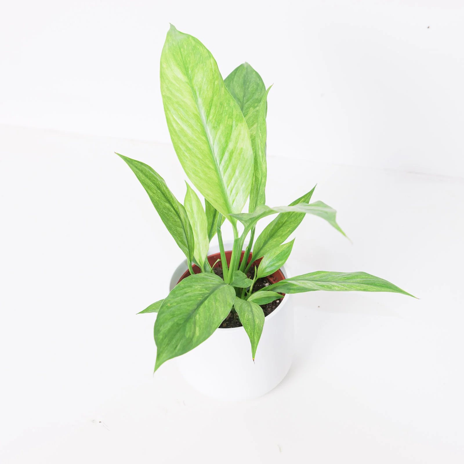 Spathiphyllum Aurea Variegated