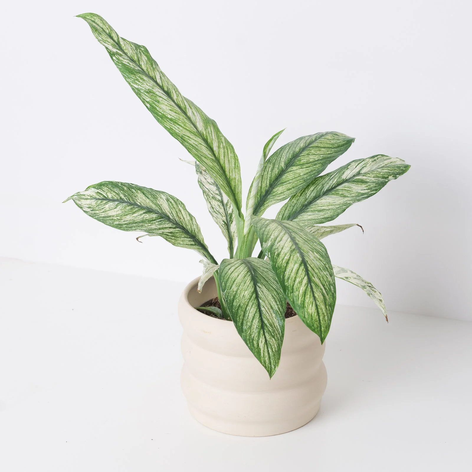 Spathiphyllum Sensation Variegated