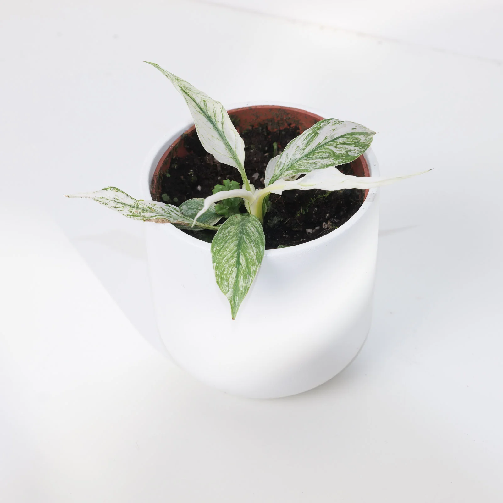 Spathiphyllum Sensation Variegated - Image 2