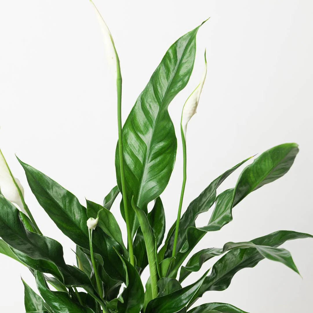 Spathiphyllum sp. 'Sweet Curiosa' | Peace Lily - Image 2