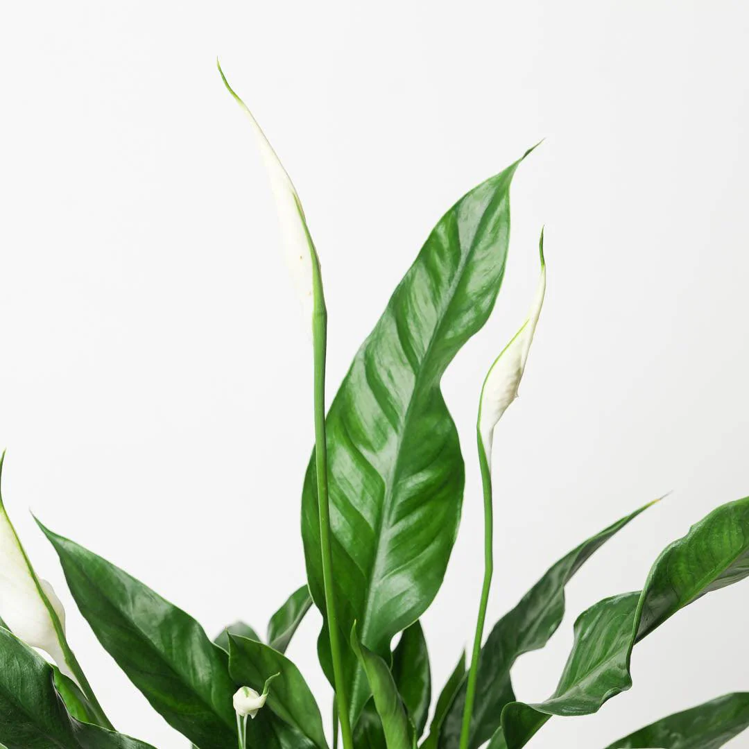 Spathiphyllum sp. 'Sweet Curiosa' | Peace Lily - Image 3