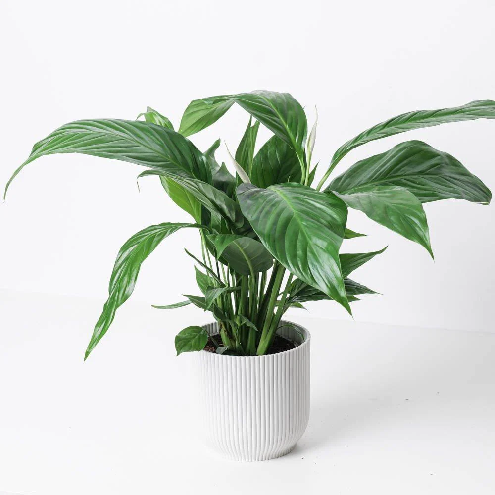 Spathiphyllum sp. 'Sweet Silvio'