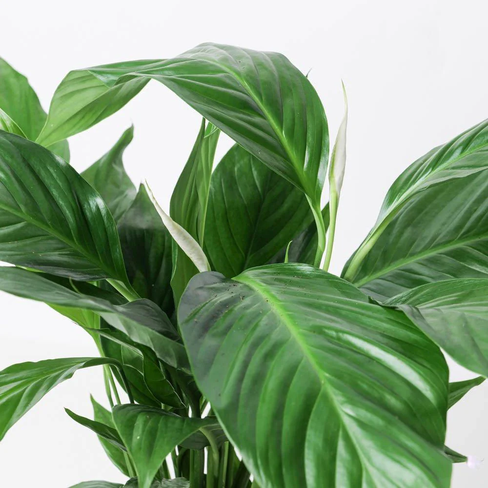 Spathiphyllum sp. 'Sweet Silvio' - Image 2