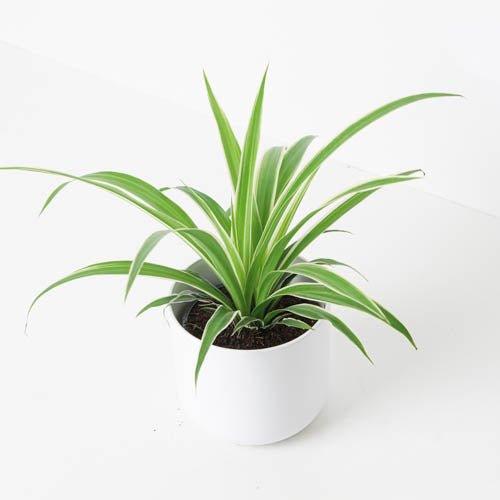 Spider Plant | Chlorophytum Comosum Ocean
